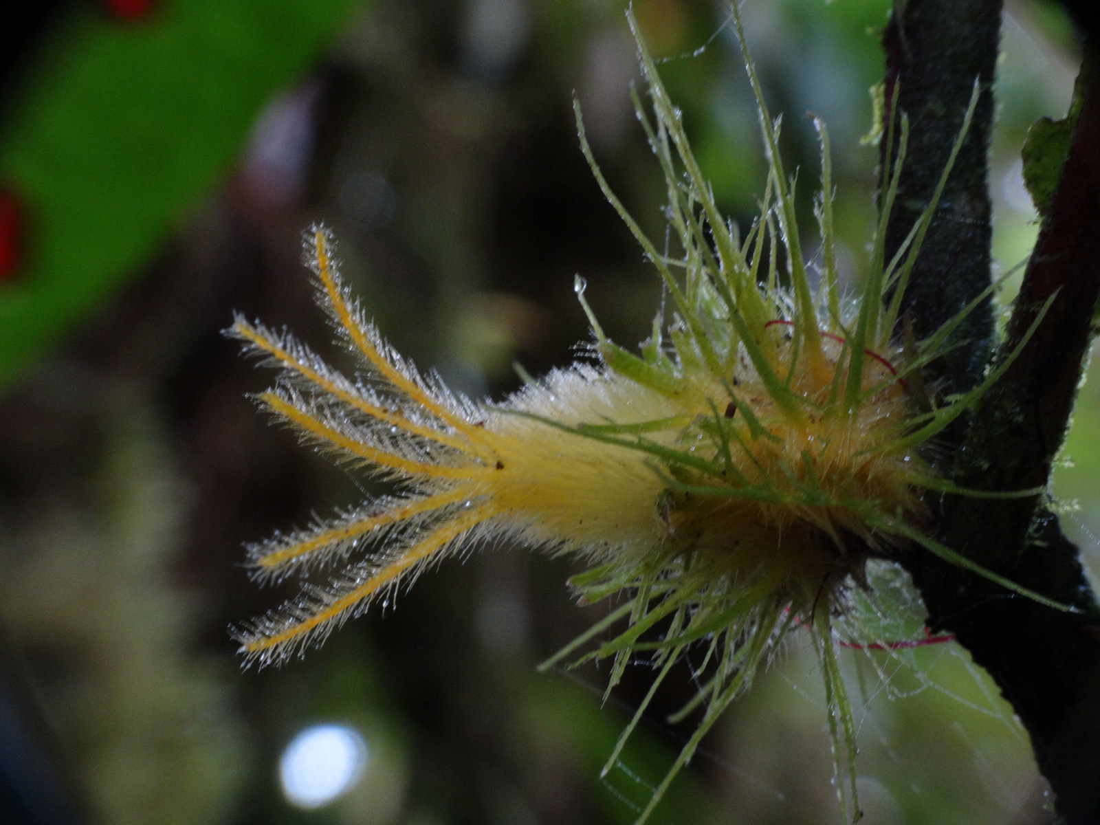 Columnea filifera
