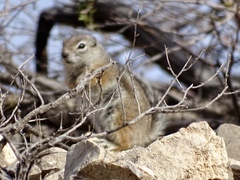 Ammospermophilus interpres