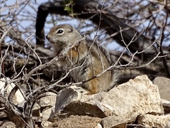 Ammospermophilus interpres