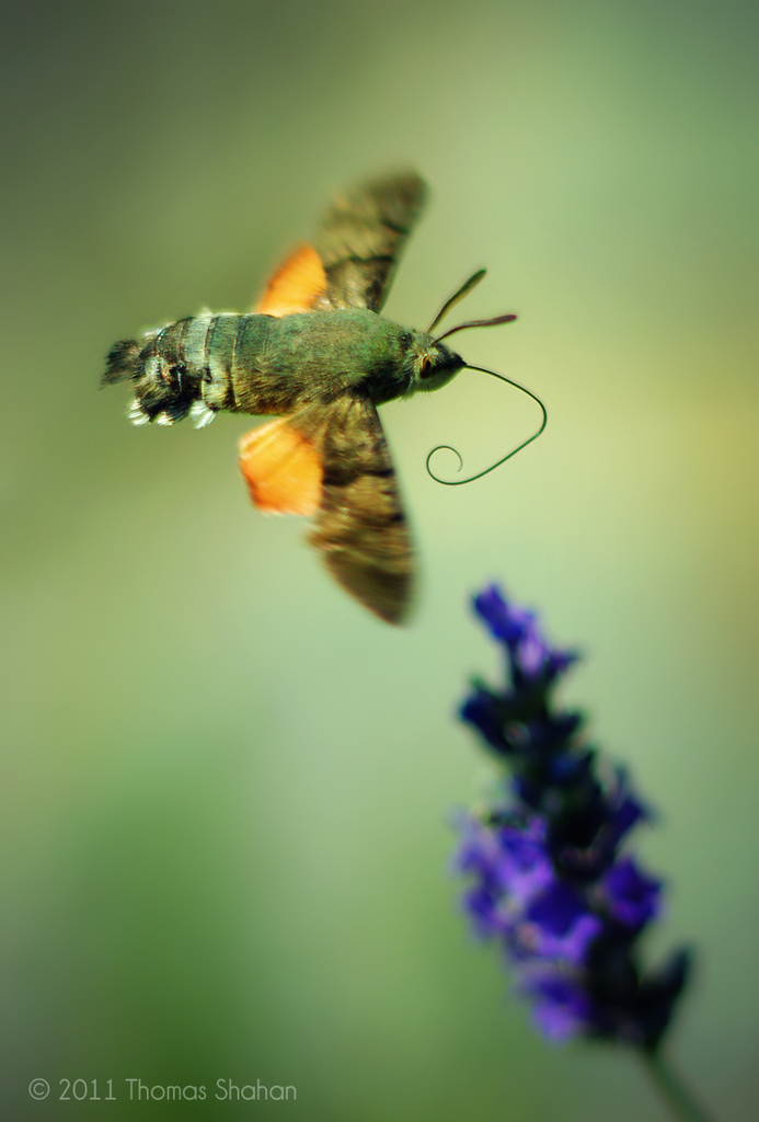 Hummingbird hawk-moth (Macroglossum stellatarum) - Picture Insect