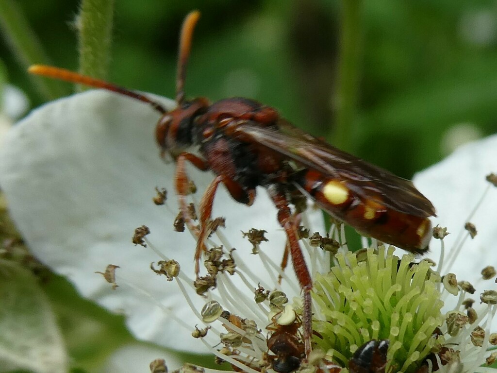 Depressed Cuckoo Nomad Bee