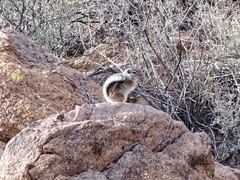 Ammospermophilus interpres