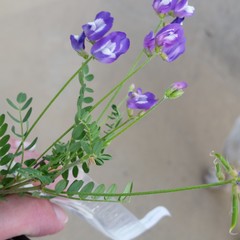 Astragalus leptocarpus