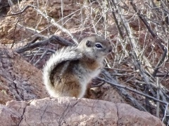 Ammospermophilus interpres