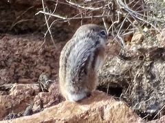 Ammospermophilus interpres