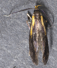 Mathildana newmanella