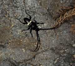 Lissonotus flavocinctus