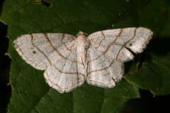 Trigrammia quadrinotaria