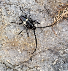 Lissonotus flavocinctus