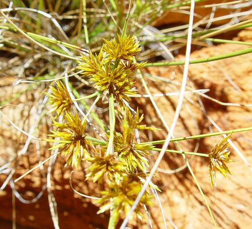 Cyperus cunninghamii
