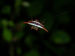 Gasteracantha versicolor
