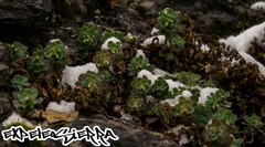 Sedum palmeri