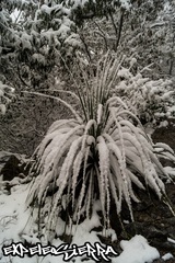 Dasylirion berlandieri