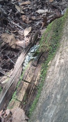 Abronia taeniata