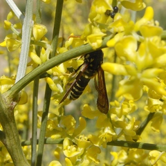 Paranthrene insolita