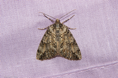 Pseudocoremia suavis