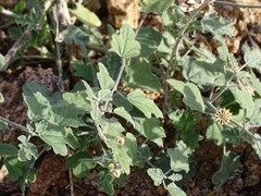 Sphaeralcea incana