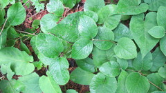 Lonicera hirsuta