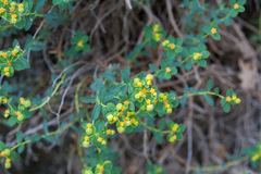 Euphorbia spinosa