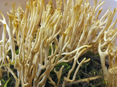 Clavulinopsis corniculata