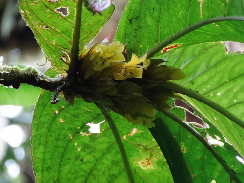 Columnea gigantifolia