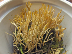 Clavulinopsis corniculata