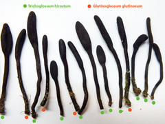 Glutinoglossum glutinosum image