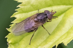 Rhingia nasica image