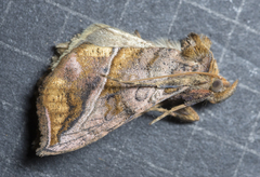 Pseudeva purpurigera