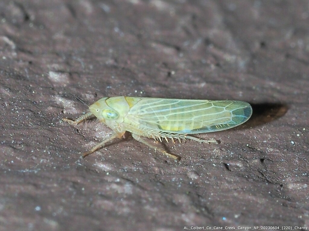 Elymana acuma