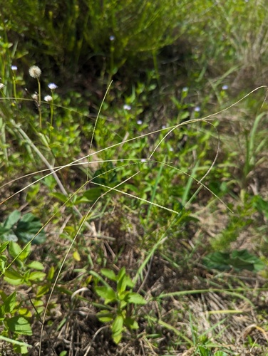 Digitaria leptalea iNat (1)