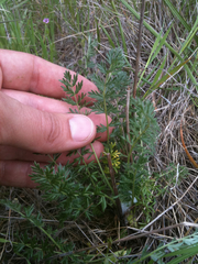 Acaena pinnatifida californica