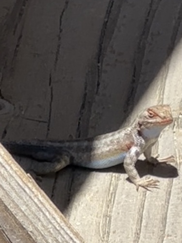 iNaturalist observation photo of Southern Sagebrush Lizard