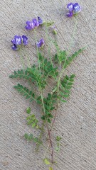 Astragalus leptocarpus