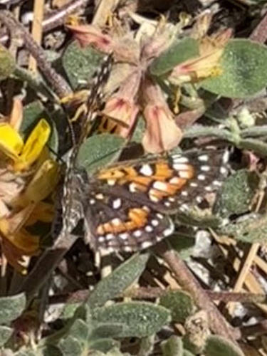 iNaturalist observation photo of Behr's Metalmark