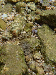 Gobius cobitis