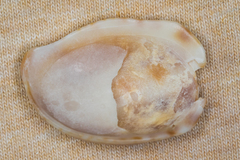 Crepidula fornicata image