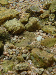 Gobius cobitis