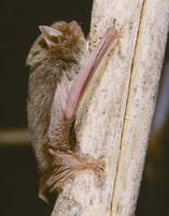 Pseudoromicia isabella