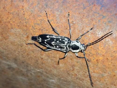 Fulminating Long-horned Beetle