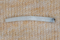 Scaphopoda