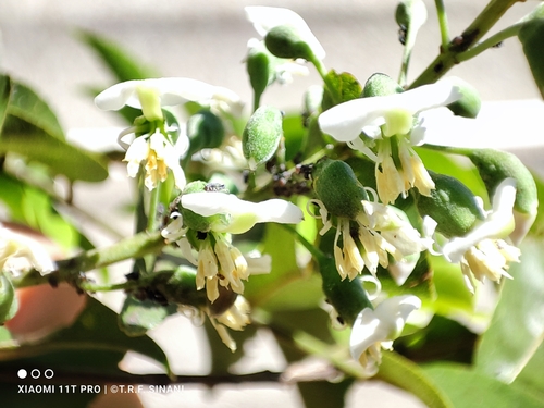 Image of Myroxylon peruiferum by (c) Thomaz Ricardo Favreto Sinani, some rights reserved (CC BY)
