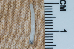 Scaphopoda