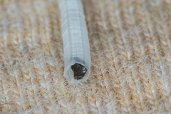 Scaphopoda