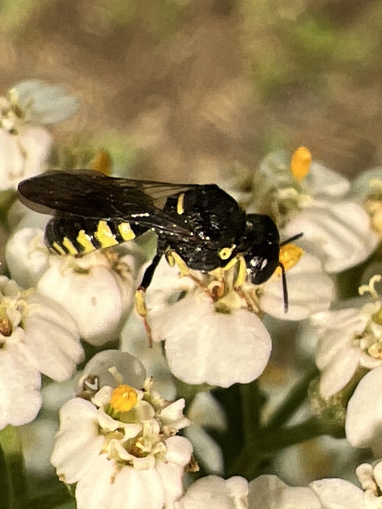 Anacrabro ocellatus ocellatus