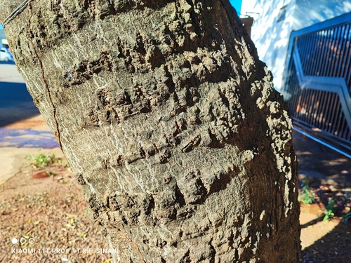 Image of Myroxylon peruiferum by (c) Thomaz Ricardo Favreto Sinani, some rights reserved (CC BY)