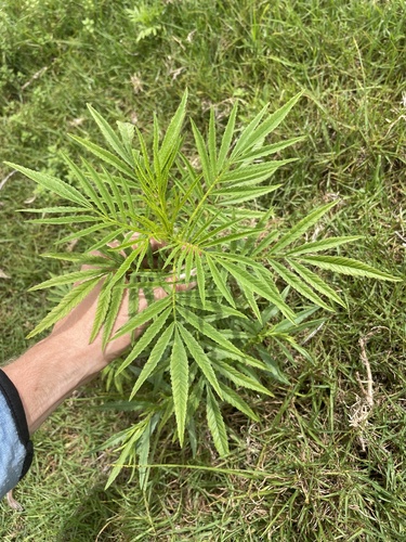 Tagetes minuta observed 2023-06-25
