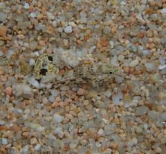 Gobius cobitis