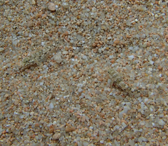 Gobius cobitis