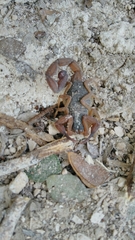 Centruroides ochraceus